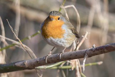 Robin kuş erithacus rubecula Park