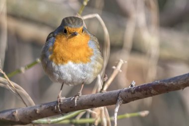 Robin kuş erithacus rubecula Park