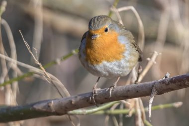 Robin kuş erithacus rubecula Park