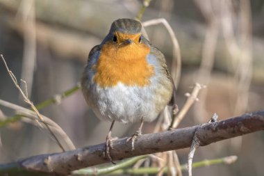 Robin kuş erithacus rubecula Park