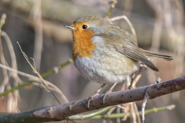 Robin kuş erithacus rubecula Park