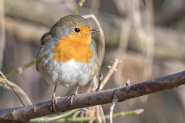 Robin kuş erithacus rubecula Park
