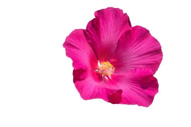 Beyaz arka plan üzerinde izole ebegümeci