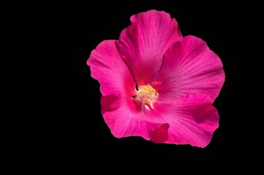 siyah arka plan üzerine izole ebegümeci