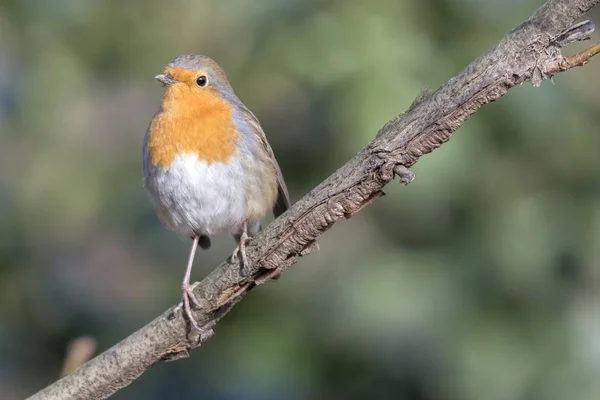 Robin Pássaro Erithacus Rubecula Parque — Fotografia de Stock