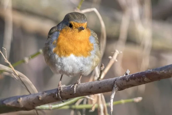 Robin Bird Erithacus Rubecula Parque —  Fotos de Stock