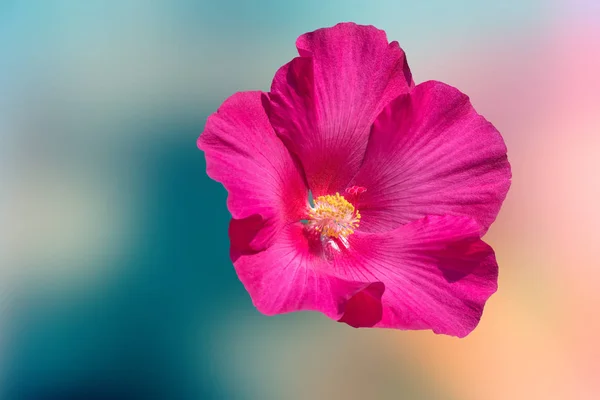 Hibiscus Bloom Garden — Stock Photo, Image