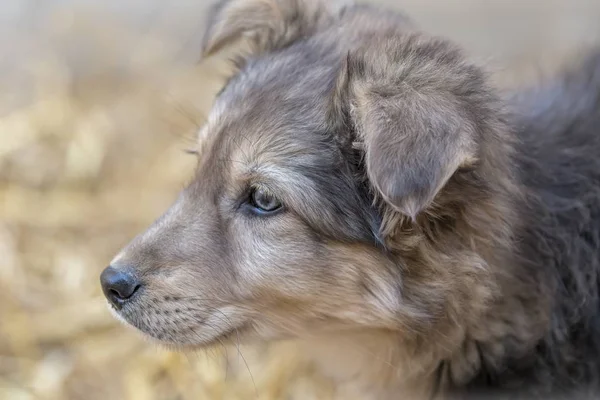 Ein Süßer Kleiner Hund — Stockfoto