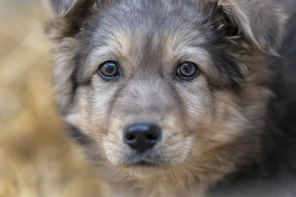 かわいい犬 — ストック写真