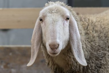 Çiftlikteki koyunlar