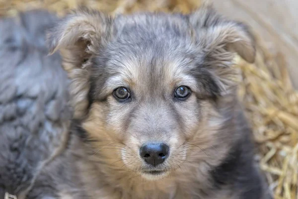 Cute Little Dog — Stock Photo, Image