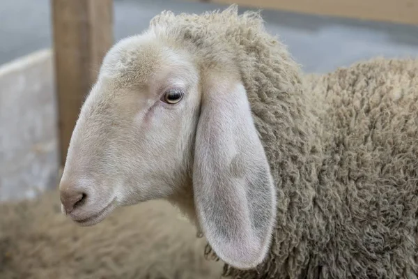 Sheep Farm — Stock Photo, Image