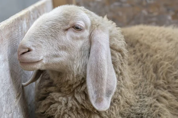 Sheep Farm — Stock Photo, Image