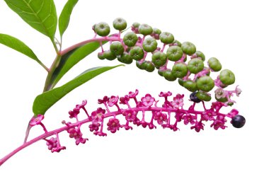 izole Phytolacca floweror arborea Türk üzüm