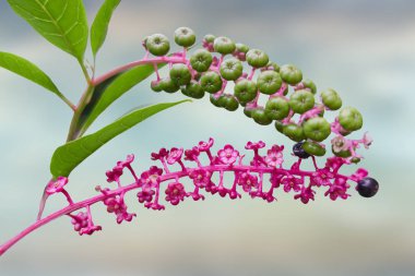 Phytolacca floweror arborea Türk üzüm