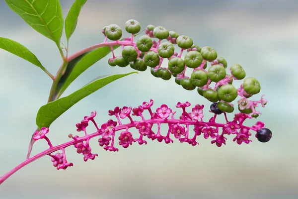 Phytolacca Floweror Arborea Turecki Winogron — Zdjęcie stockowe