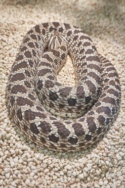 büyük heterodon nasicus yılan