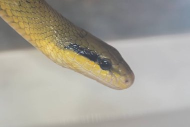 orthriophis taeniurus friesei, tekir yılan