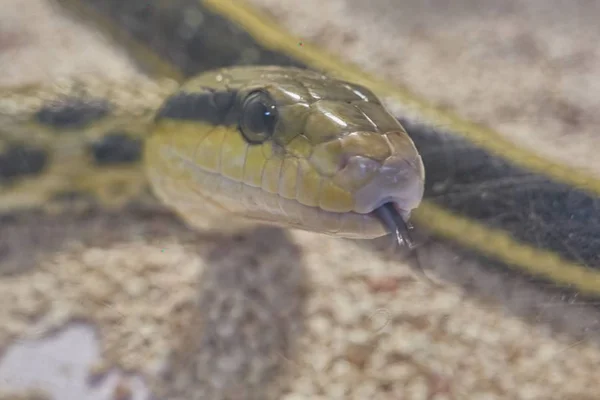 Una Peligrosa Serpiente Venenosa — Foto de Stock