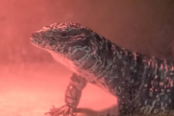 Grande Lagarto Varano — Fotografia de Stock