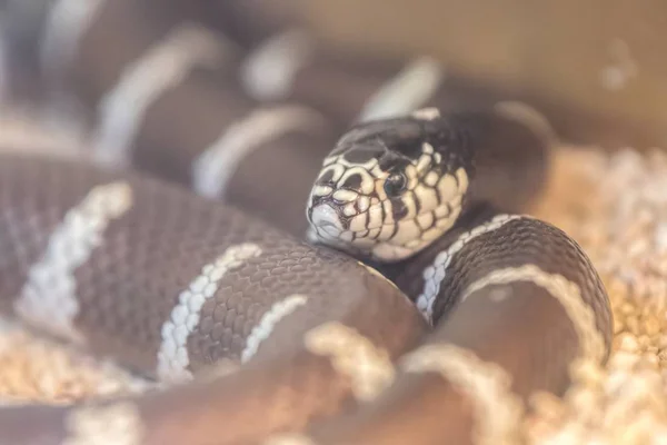 Lempropeltis Getulus Serpiente California Real — Foto de Stock