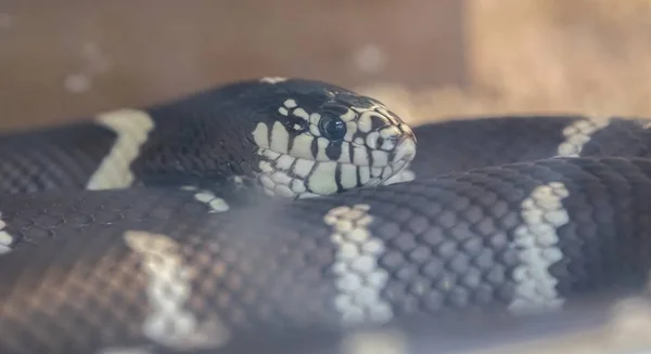 Lempropeltis Getulus Gerçek California Yılan — Stok fotoğraf