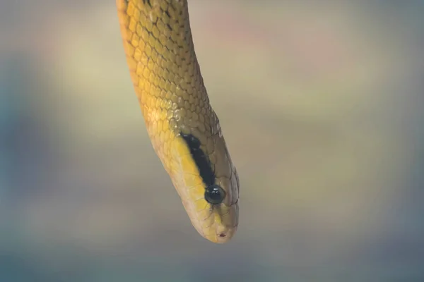 Orthriophis Taeniurus Friesei 平織りのヘビ — ストック写真