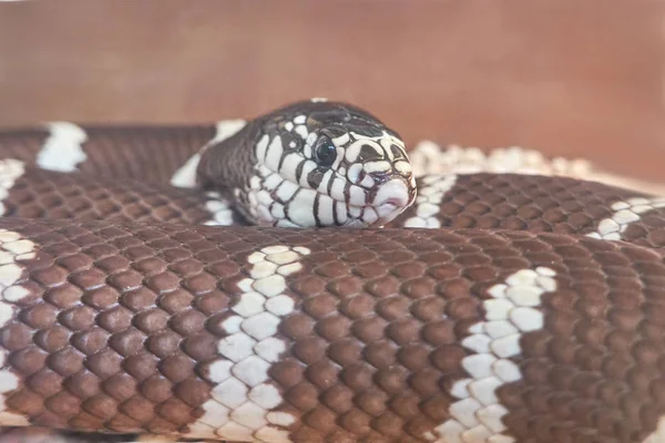 Небезпечна Отруйна Змія — стокове фото