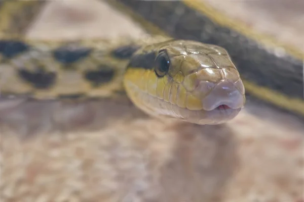 Uma Perigosa Serpente Venenosa — Fotografia de Stock