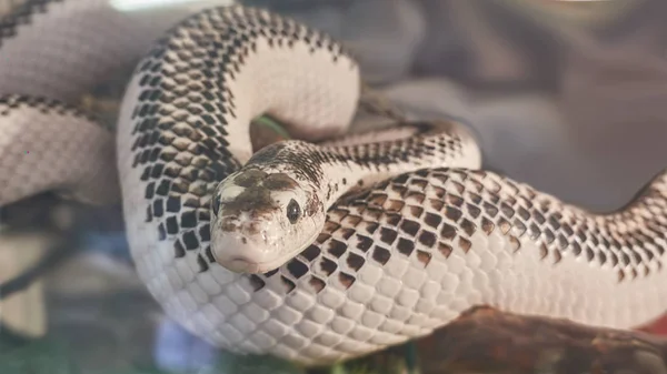 Una Peligrosa Serpiente Venenosa —  Fotos de Stock