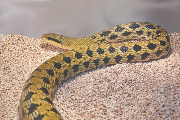 Dangerous Poisonous Snake — Stock Photo, Image