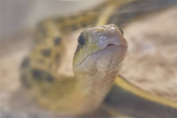 Una Peligrosa Serpiente Venenosa — Foto de Stock