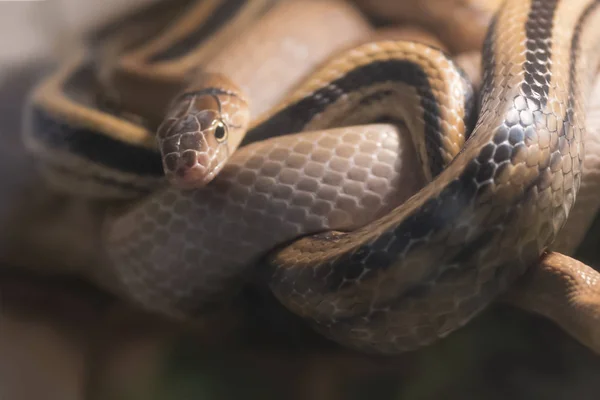 Coleognathus Radiatus Elaphe Serpiente — Foto de Stock