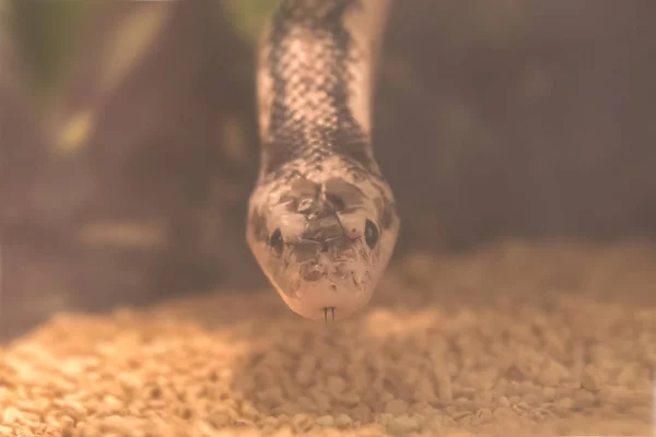 Uma Perigosa Serpente Venenosa — Fotografia de Stock