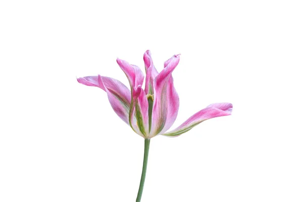 Isolated Tulip Bloom White — Stock Photo, Image