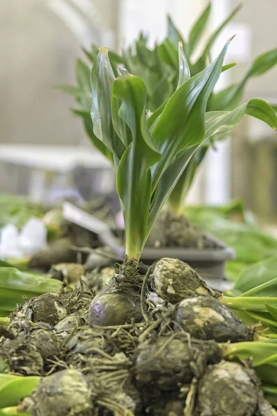 Evergreen Maritime Scilla Bulb — Stock Photo, Image