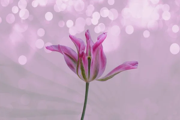 Tulip Bloom Background — Stock Photo, Image