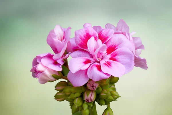 在春天盛开的天竺葵 — 图库照片