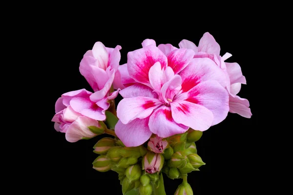Geranium Bloom Spring — Stock Photo, Image