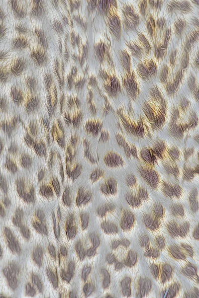 Abstraktní Leopardí Kůži Textury Pozadí — Stock fotografie