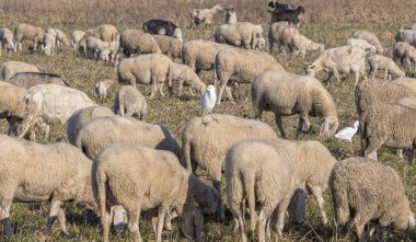 Kıç üzerinde ak balıkçıl ile otlatma koyun sürüsü