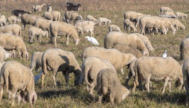 Kıç üzerinde ak balıkçıl ile otlatma koyun sürüsü