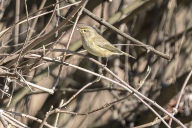 Park ağaç üzerinde ötleğen kuşu