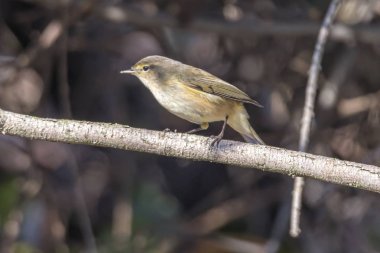 Park ağaç üzerinde ötleğen kuşu