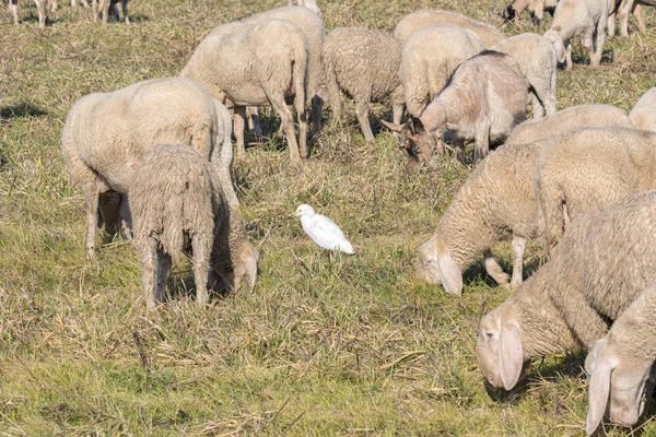 Rebanho Ovelhas Pastando Com Garça Lomba — Fotografia de Stock