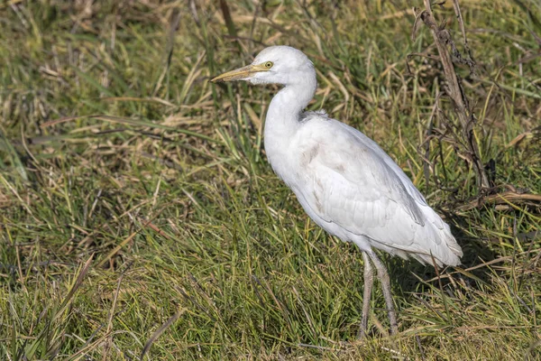 Seidenreiher Auf Der Wiese — Stockfoto