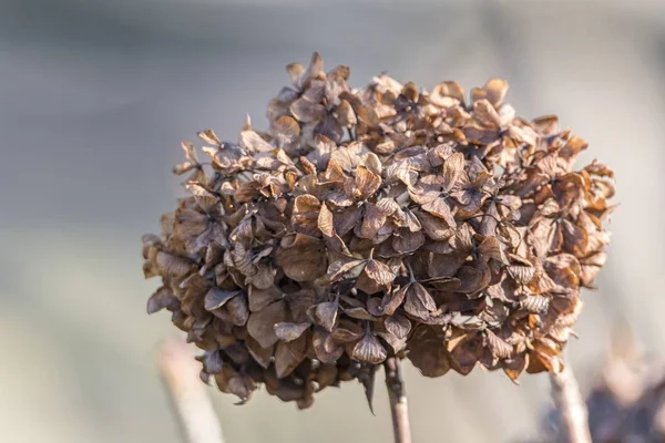 Gedroogde Hortensia Winter — Stockfoto