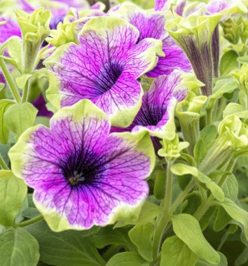 Bellflower bahçede çiçek