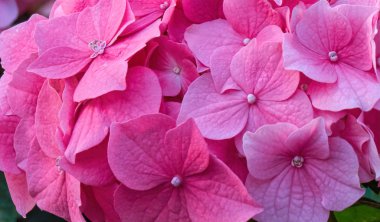 Pembe ortanca çiçek açmış.