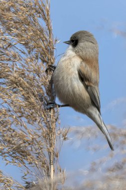 remiz pendulinus sarkaç kuş reed